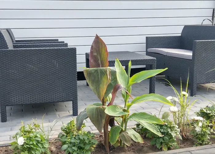 Kamien Baltyku * روفي